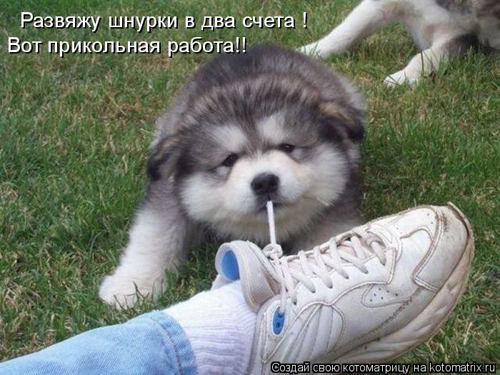 Развяжу шнурки в два счета ! Вот прикольная работа!!... Котоматрица: Развяжу шнурки в два счета ! Вот прикольная работа!!