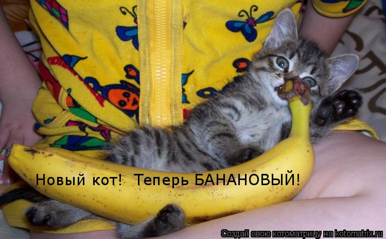 Новый кот! Теперь БАНАНОВЫЙ!... Котоматрица: Новый кот! Теперь БАНАНОВЫЙ!