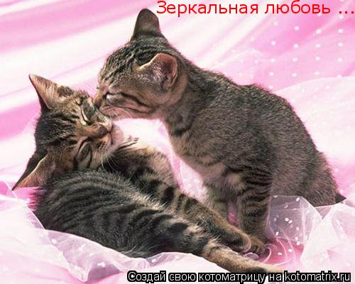 Зеркальная любовь ...... Котоматрица: Зеркальная любовь ...
