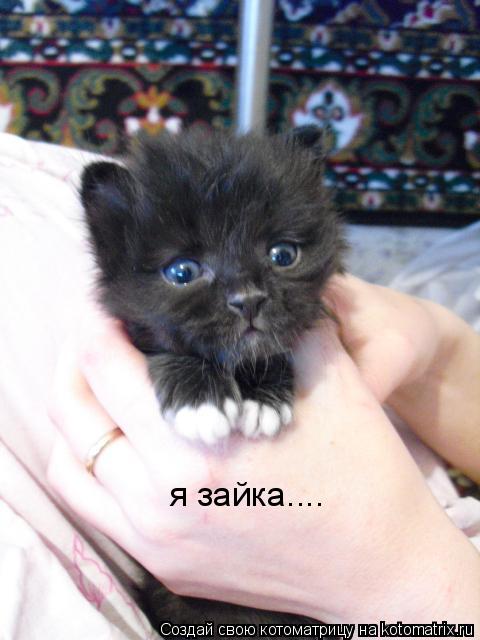 я зайка....... Котоматрица: я зайка....