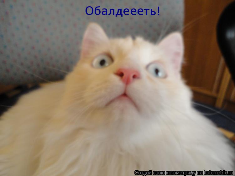 Обалдеееть!... Котоматрица: Обалдеееть!