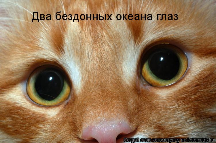 Два бездонных океана глаз... Котоматрица: Два бездонных океана глаз