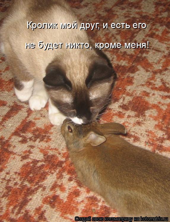 Кролик мой друг, и есть его не будет никто, кроме меня!... Котоматрица: Кролик мой друг, и есть его не будет никто, кроме меня!