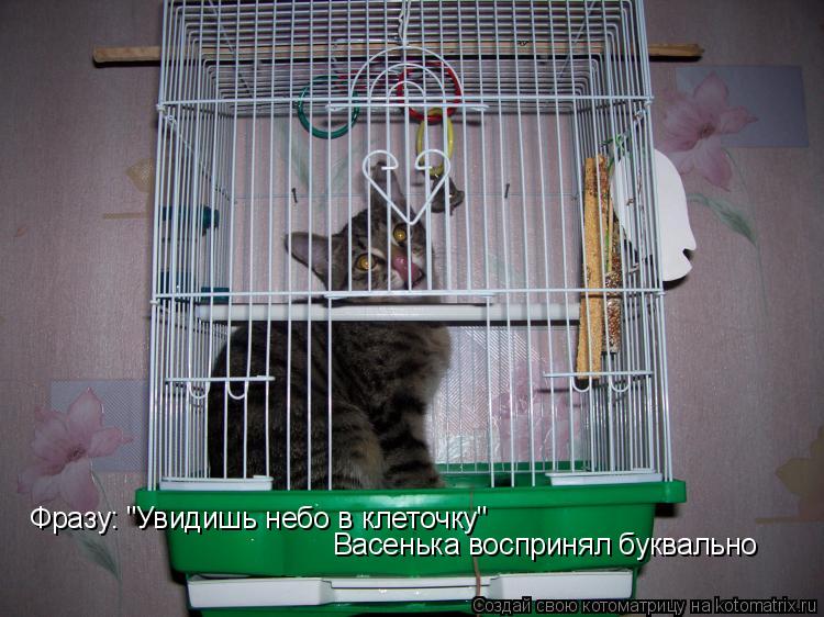 Фразу: "Увидишь небо в клеточку" Васенька воспринял буквально... Котоматрица: Фразу: "Увидишь небо в клеточку" Васенька воспринял буквально