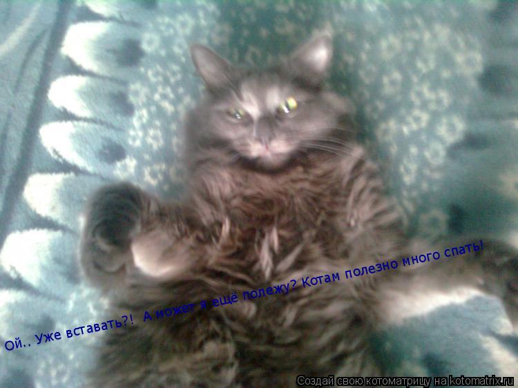 Ой.. Уже вставать?! А может я ещё полежу? Котам полезно много спать!... Котоматрица: Ой.. Уже вставать?! А может я ещё полежу? Котам полезно много спать!