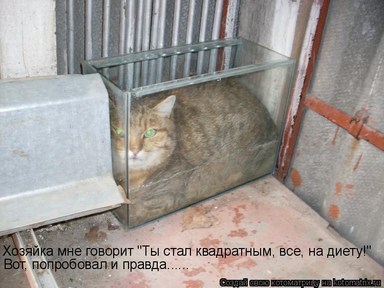 Хозяйка мне говорит "Ты стал квадратным, все, на диету!" Вот, попробовал и правда......... Котоматрица: Хозяйка мне говорит "Ты стал квадратным, все, на диету!" Вот, попробовал и правда......