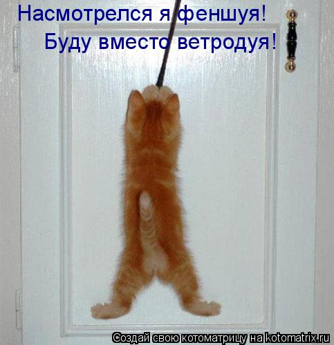 Насмотрелся я феншуя! Буду вместо ветродуя!... Котоматрица: Насмотрелся я феншуя! Буду вместо ветродуя!