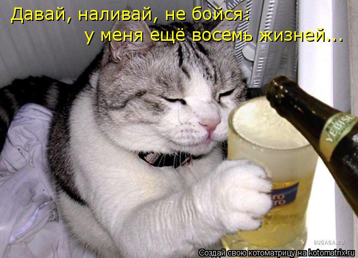 Давай, наливай, не бойся: у меня ещё восемь жизней...... Котоматрица: Давай, наливай, не бойся: у меня ещё восемь жизней...