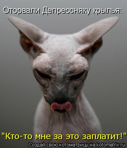 Оторвали Депрессняку крылья: "Кто-то мне за это заплатит!"... Котоматрица: Оторвали Депрессняку крылья: "Кто-то мне за это заплатит!"