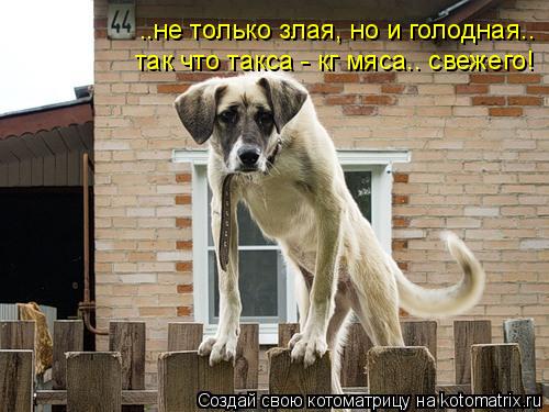 ..не только злая, но и голодная.. так что такса - кг мяса.. свежего!... Котоматрица: ..не только злая, но и голодная.. так что такса - кг мяса.. свежего!