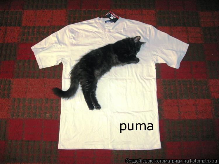 puma... Котоматрица: puma