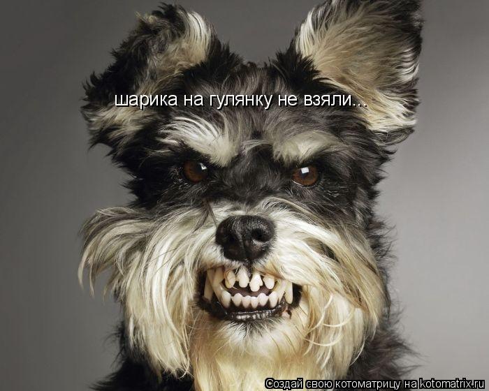 шарика на гулянку не взяли...... Котоматрица: шарика на гулянку не взяли...
