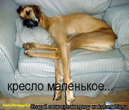 кресло маленькое...... Котоматрица: кресло маленькое...