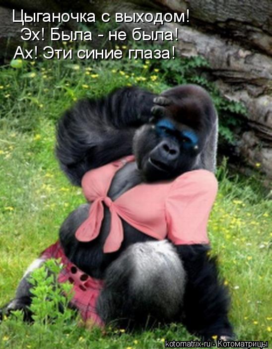 Цыганочка с выходом! Эх! Была - не была! Ах! Эти синие глаза!... Котоматрица: Цыганочка с выходом! Эх! Была - не была! Ах! Эти синие глаза!
