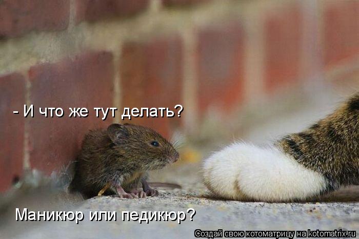 - И что же тут делать? Маникюр или педикюр?... Котоматрица: - И что же тут делать? Маникюр или педикюр?