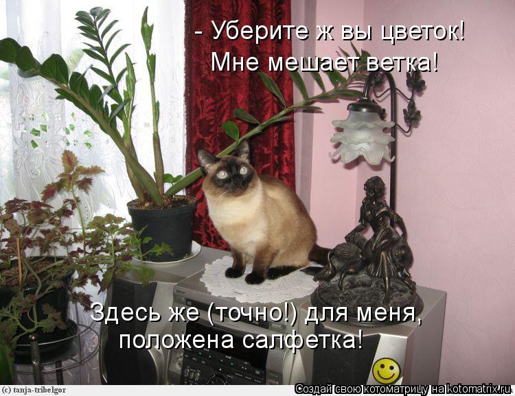 - Уберите ж вы цветок! Мне мешает ветка! Здесь же (точно!) для меня, положена салфетка!... Котоматрица: - Уберите ж вы цветок! Мне мешает ветка! Здесь же (точно!) для меня, положена салфетка!