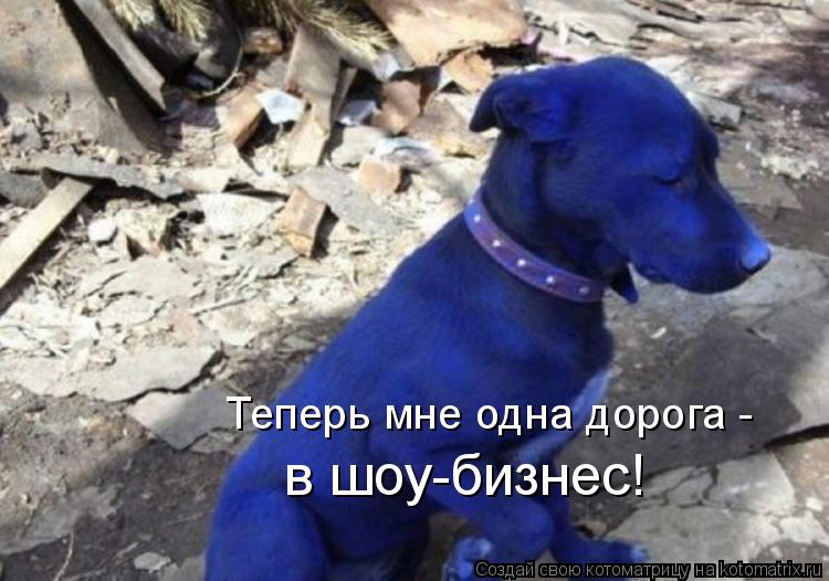 Теперь мне одна дорога - в шоу-бизнес!... Котоматрица: Теперь мне одна дорога - в шоу-бизнес!