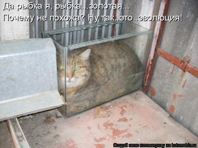 Да рыбка я, рыбка...золотая... Почему не похожа? Ну так..это..эволюция!... Котоматрица: Да рыбка я, рыбка...золотая... Почему не похожа? Ну так..это..эволюция!