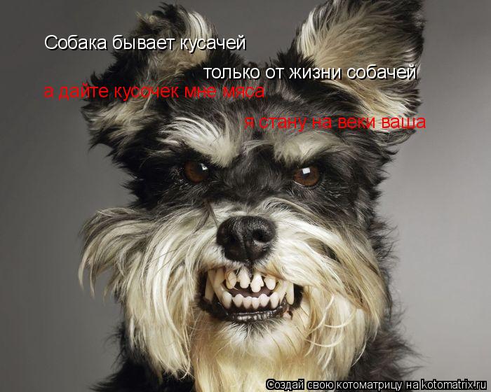 Собака бывает кусачей только от жизни собачей а дайте кусочек мне мяса я стану на веки ваша... Котоматрица: Собака бывает кусачей только от жизни собачей а дайте кусочек мне мяса я стану на веки ваша