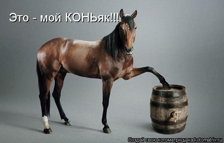 Это - мой КОНЬяк!!!... Котоматрица: Это - мой КОНЬяк!!!