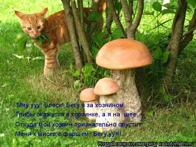 Мяу ууу! Блеск! Бегу я за хозяином. Грибы окажутся в корзинке, а я на шее, Откуда мой хозяин признат... Котоматрица: Мяу ууу! Блеск! Бегу я за хозяином. Грибы окажутся в корзинке, а я на шее, Откуда мой хозяин признательно опустит Меня к миске с фаршем! Бегу у