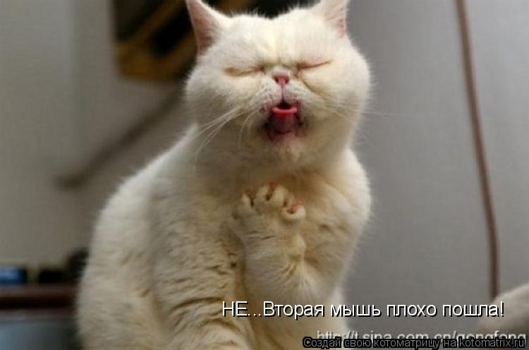 НЕ...Вторая мышь плохо пошла!... Котоматрица: НЕ...Вторая мышь плохо пошла!