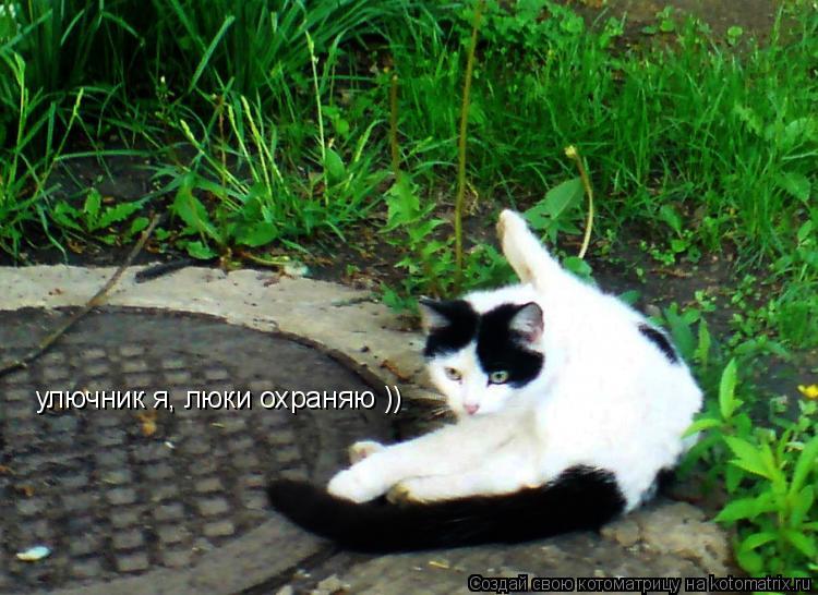улючник я, люки охраняю ))... Котоматрица: улючник я, люки охраняю ))