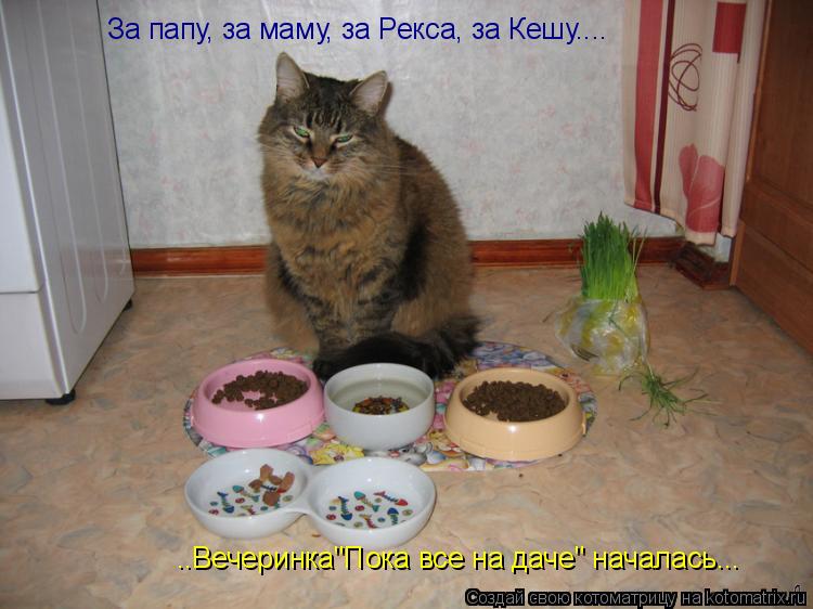 Котоматрица: За папу, за маму, за Рекса, за Кешу.... ..Вечеринка"Пока все на даче" началась...