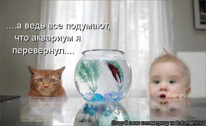 ....а ведь все подумают, что аквариум я перевернул....... Котоматрица: ....а ведь все подумают, что аквариум я перевернул....