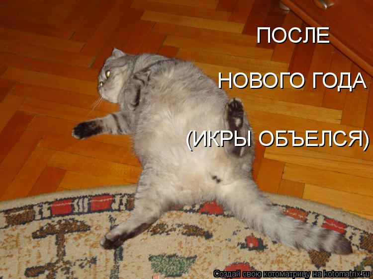 Котоматрица: ПОСЛЕ НОВОГО ГОДА (ИКРЫ ОБЪЕЛСЯ)