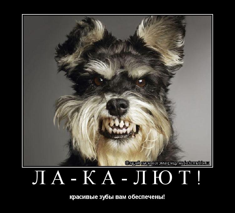Котоматрица: ЛА-КА-ЛЮТ! красивые зубы вам обеспечены!