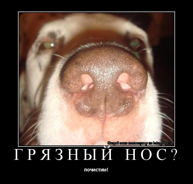 грязный нос? почистим!... Котоматрица: грязный нос? почистим!