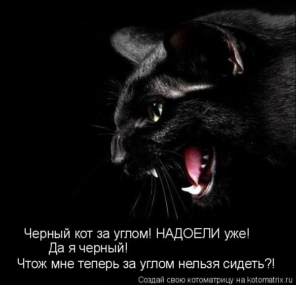 Черный кот за углом! НАДОЕЛИ уже! Да я черный! Чтож мне теперь за углом нельзя сидеть?!... Котоматрица: Черный кот за углом! НАДОЕЛИ уже! Да я черный! Чтож мне теперь за углом нельзя сидеть?!