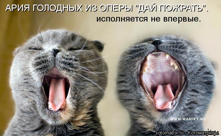 АРИЯ ГОЛОДНЫХ ИЗ ОПЕРЫ "ДАЙ ПОЖРАТЬ". исполняется не впервые.... Котоматрица: АРИЯ ГОЛОДНЫХ ИЗ ОПЕРЫ "ДАЙ ПОЖРАТЬ". исполняется не впервые.
