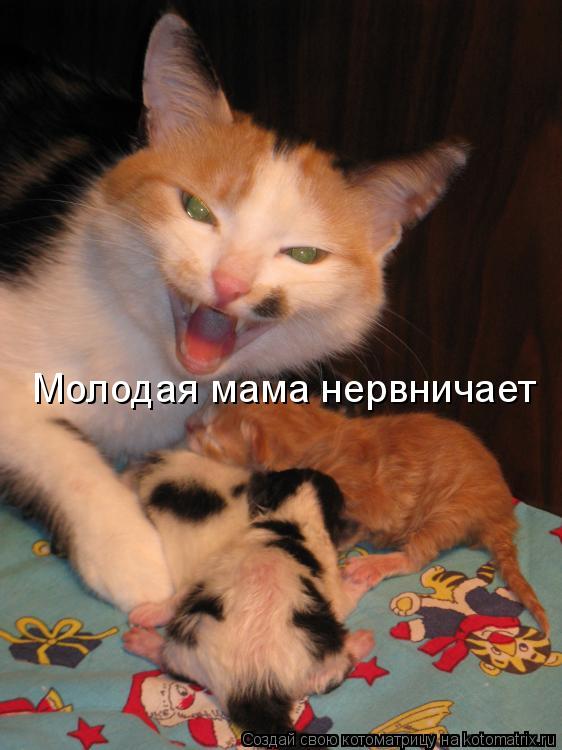 Молодая мама нервничает... Котоматрица: Молодая мама нервничает