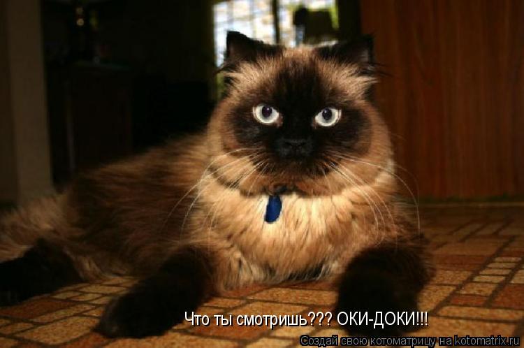Что ты смотришь??? ОКИ-ДОКИ!!!... Котоматрица: Что ты смотришь??? ОКИ-ДОКИ!!!