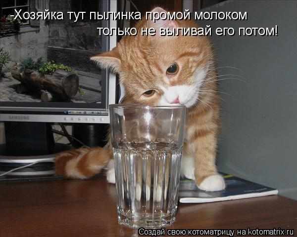 -Хозяйка тут пылинка промой молоком только не выливай его потом!... Котоматрица: -Хозяйка тут пылинка промой молоком только не выливай его потом!