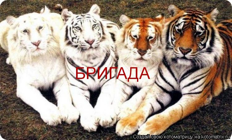 БРИГАДА... Котоматрица: БРИГАДА