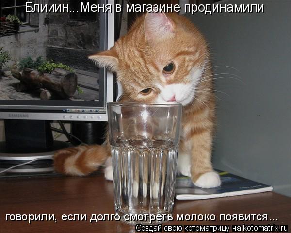 Блииин...Меня в магазине продинамили говорили, если долго смотреть молоко появится...... Котоматрица: Блииин...Меня в магазине продинамили говорили, если долго смотреть молоко появится...