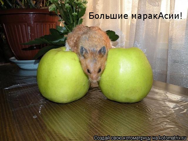 Большие маракАсии!... Котоматрица: Большие маракАсии!
