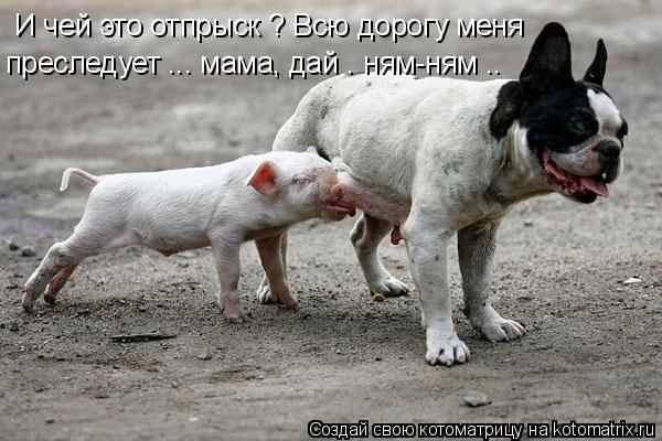 И чей это отпрыск ? Всю дорогу меня преследует ... мама, дай . ням-ням ..... Котоматрица: И чей это отпрыск ? Всю дорогу меня преследует ... мама, дай . ням-ням ..