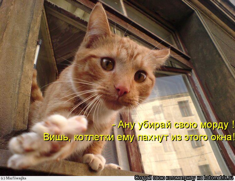 - Ану убирай свою морду ! Вишь, котлетки ему пахнут из этого окна!... Котоматрица: - Ану убирай свою морду ! Вишь, котлетки ему пахнут из этого окна!