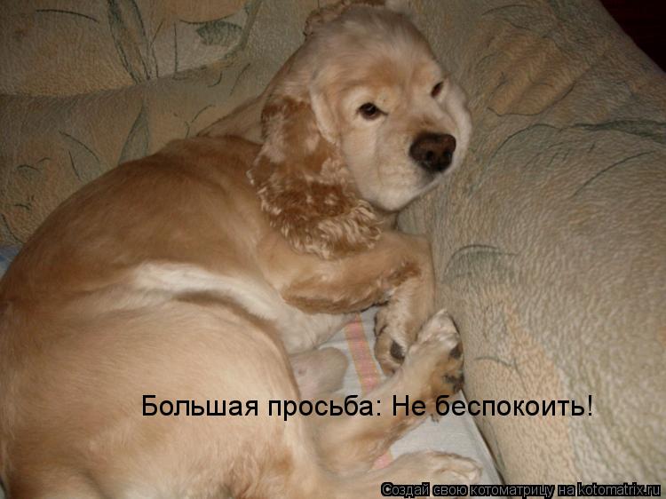 Большая просьба: Не беспокоить!... Котоматрица: Большая просьба: Не беспокоить!