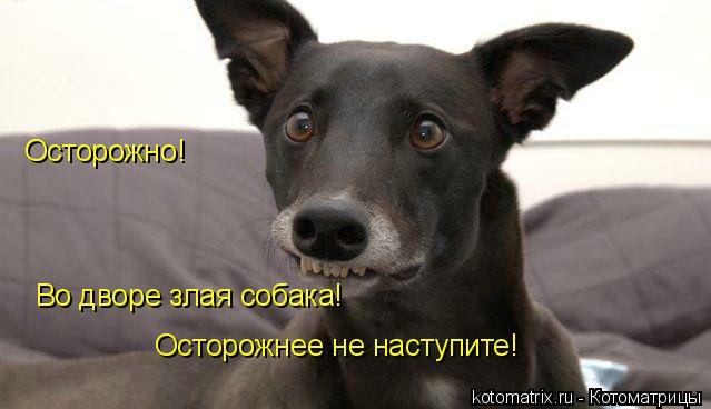 Осторожно! Во дворе злая собака! Осторожнее не наступите!... Котоматрица: Осторожно! Во дворе злая собака! Осторожнее не наступите!