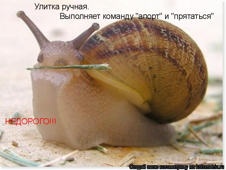 Улитка ручная. Выполняет команду "апорт" и "прятаться" НЕДОРОГО!!!... Котоматрица: Улитка ручная. Выполняет команду "апорт" и "прятаться" НЕДОРОГО!!!