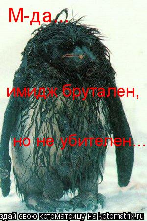 М-да... имидж брутален, но не убителен...... Котоматрица: М-да... имидж брутален, но не убителен...