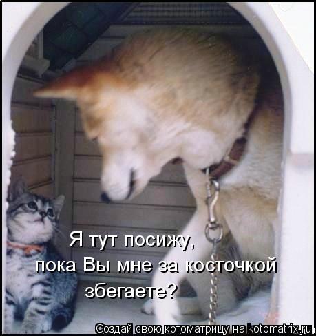 Я тут посижу, пока Вы мне за косточкой збегаете?... Котоматрица: Я тут посижу, пока Вы мне за косточкой збегаете?