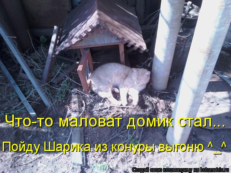 Что-то маловат домик стал... Пойду Шарика из конуры выгоню ^_^... Котоматрица: Что-то маловат домик стал... Пойду Шарика из конуры выгоню ^_^