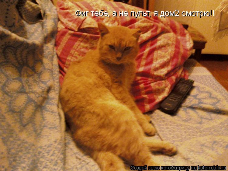 Фиг тебе, а не пульт, я дом2 смотрю!!... Котоматрица: Фиг тебе, а не пульт, я дом2 смотрю!!