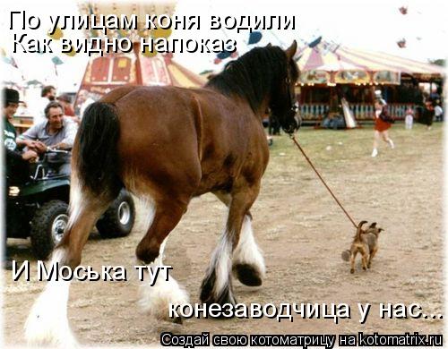 Как видно напоказ По улицам коня водили И Моська тут конезаводчица у нас...... Котоматрица: Как видно напоказ По улицам коня водили И Моська тут конезаводчица у нас...